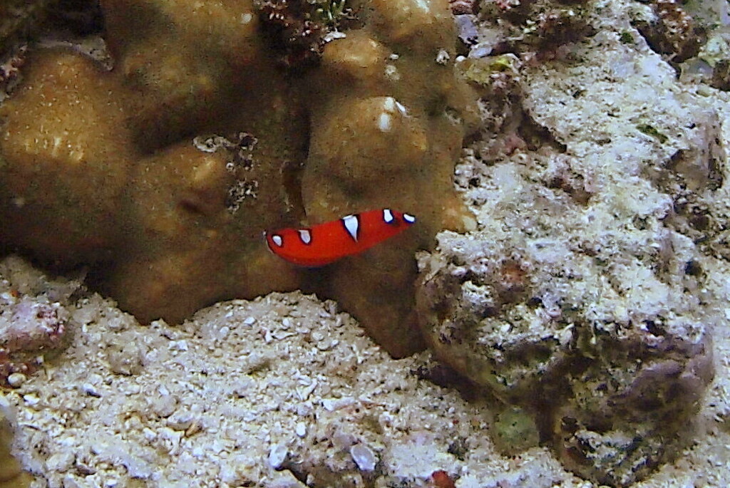 African clown wrasse (Coris gaimard)