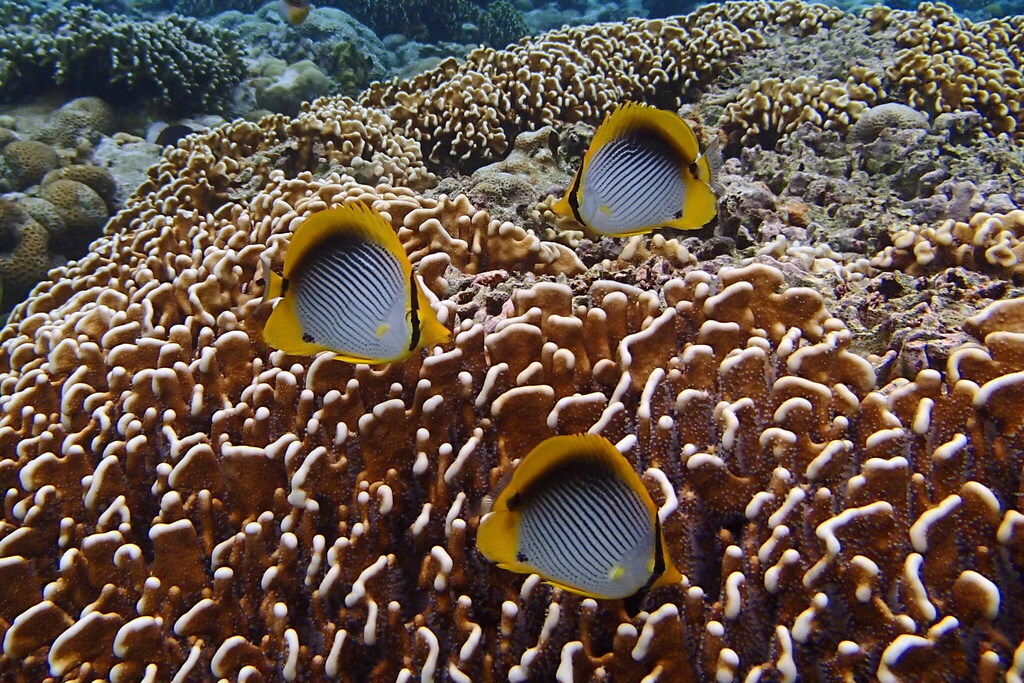 Black-back Butterflyfish (Chaetodon melannotus)