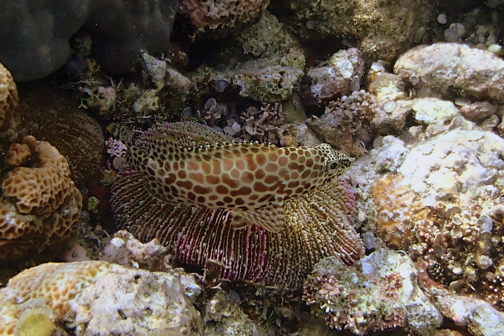 Dwarf-spotted Grouper (Epinephelus merra)