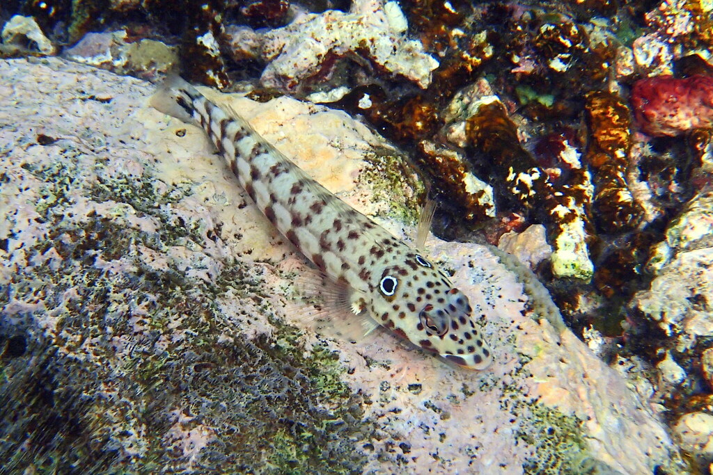 Parapercis clathrata (Parapercis clathrata) — Biodiversitas Nusantara ...