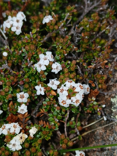 Epacris serpyllifolia, photograph 4