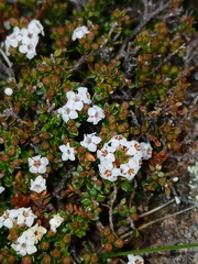 Epacris serpyllifolia, photograph (c) naturewatchwidow, some rights reserved (CC BY)