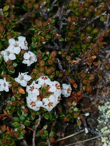 Epacris serpyllifolia, photograph 5