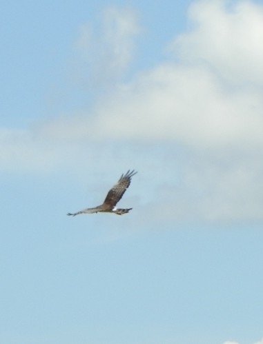 Long-winged Harrier (Circus buffoni), photo 4