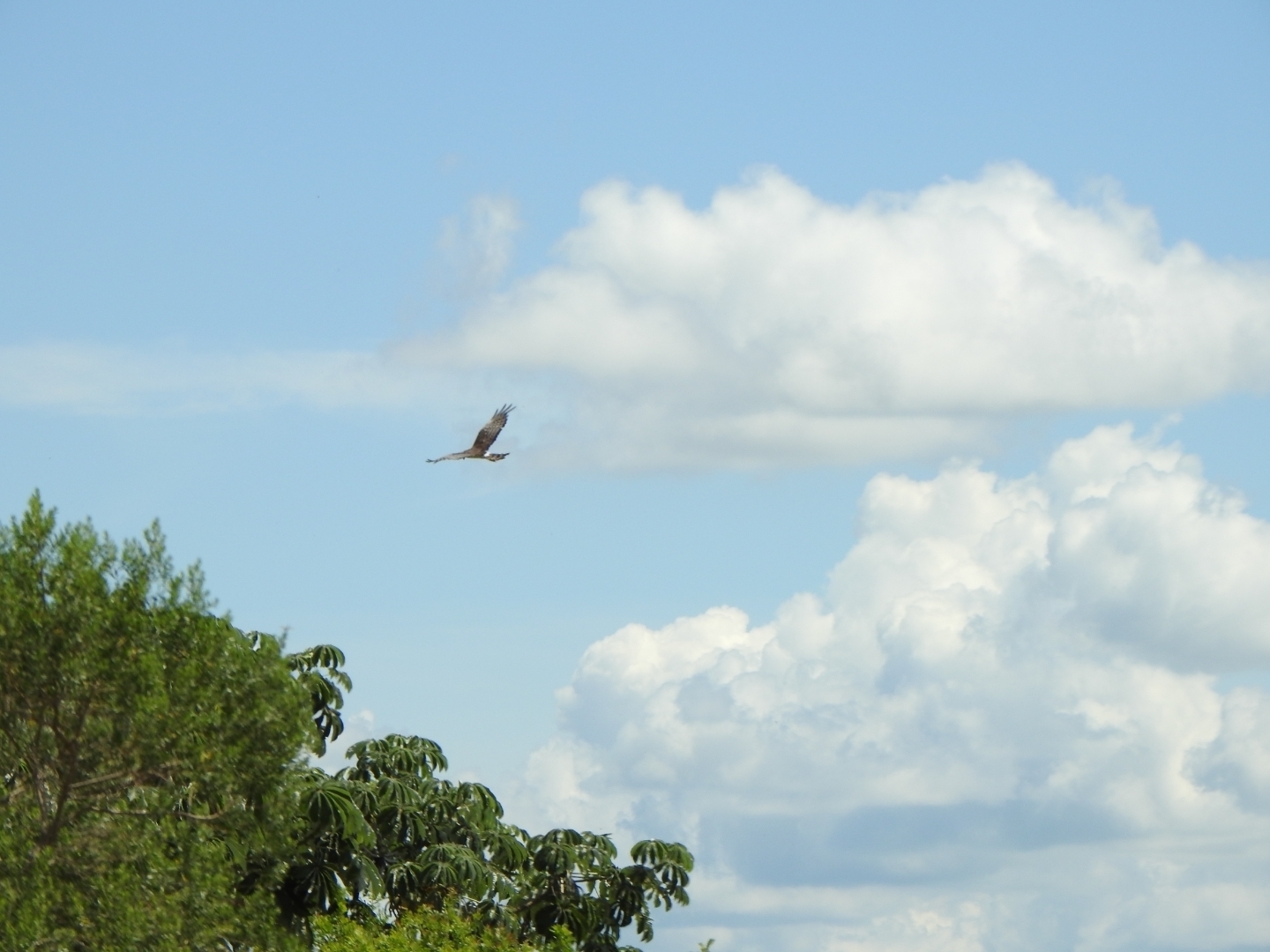 Long-winged Harrier (Circus buffoni), photo 5