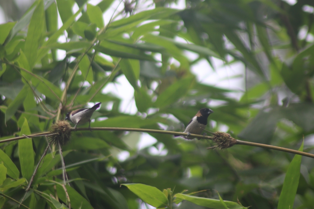 Black-faced Munia (Lonchura molucca)