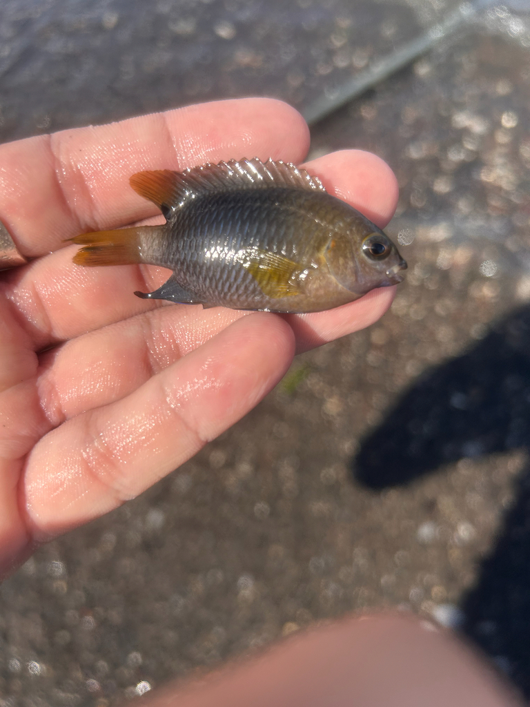 Cape Damsel (Chrysiptera unimaculata)