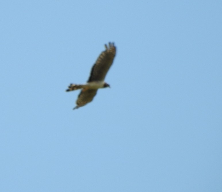 Long-winged Harrier (Circus buffoni), photo 6