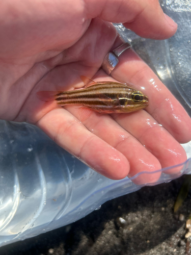 Ostorhinchus taeniophorus observed 2026-01-19