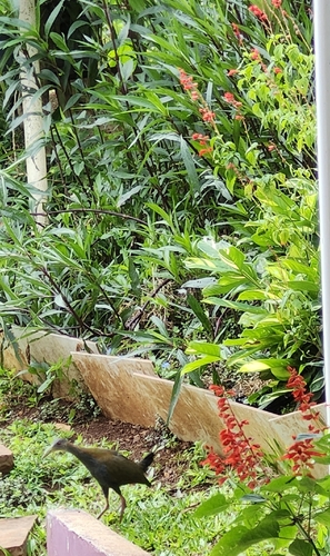 Slaty-breasted Wood-Rail