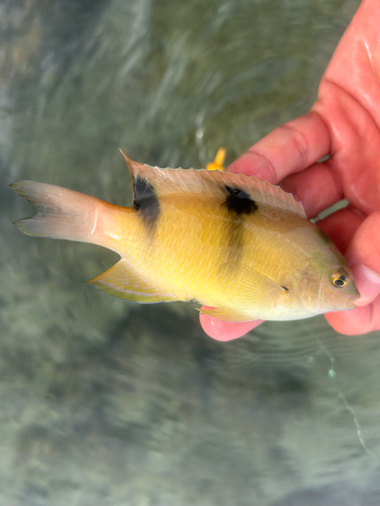 Two-barred Puller (Dischistodus perspicillatus)