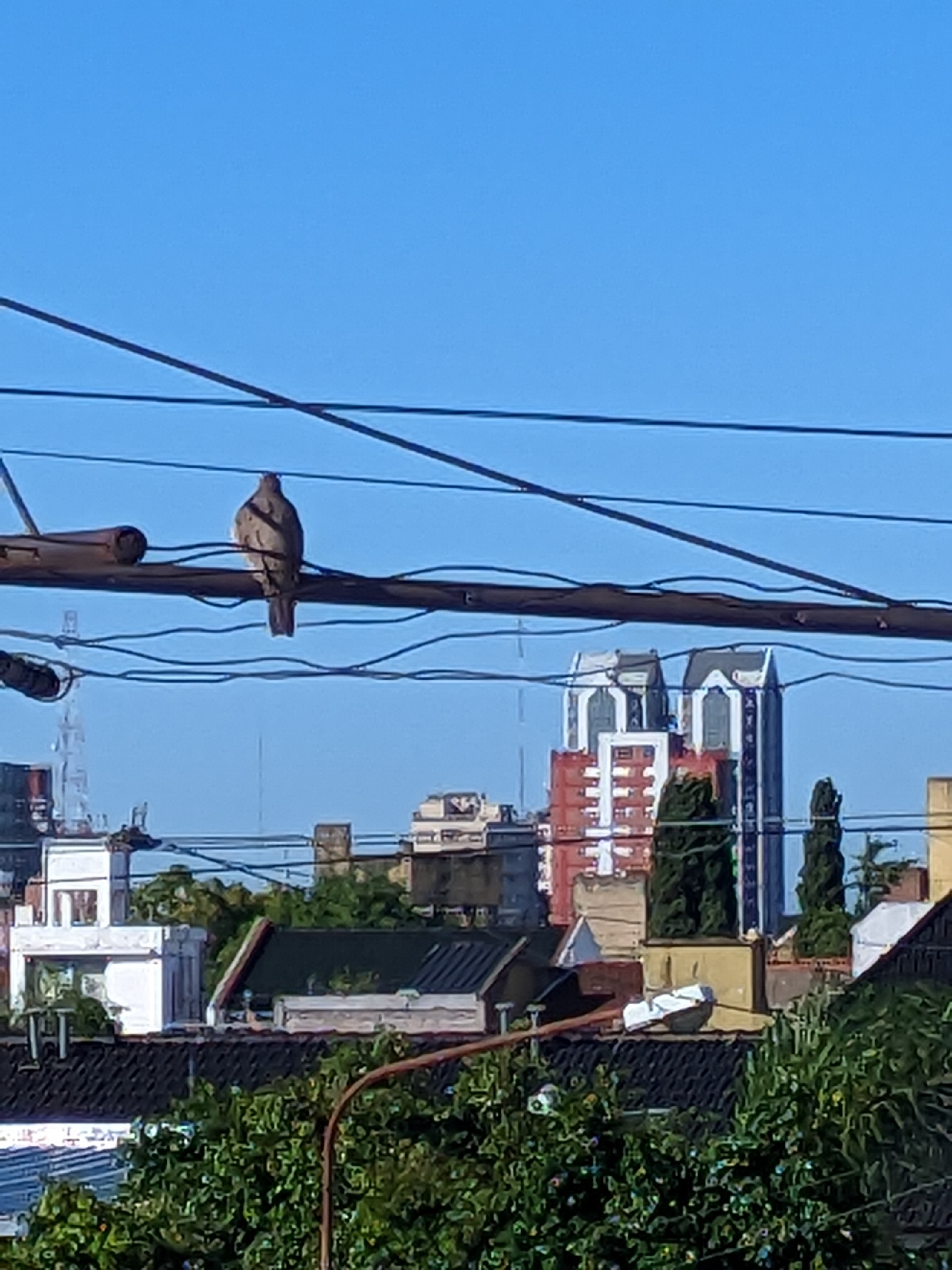Picui Ground Dove (Columbina picui), photo 5