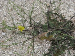Verbascum pinnatifidum