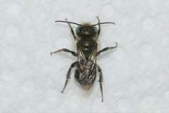 Osmia collinsiae