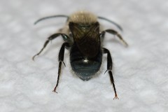 Osmia collinsiae