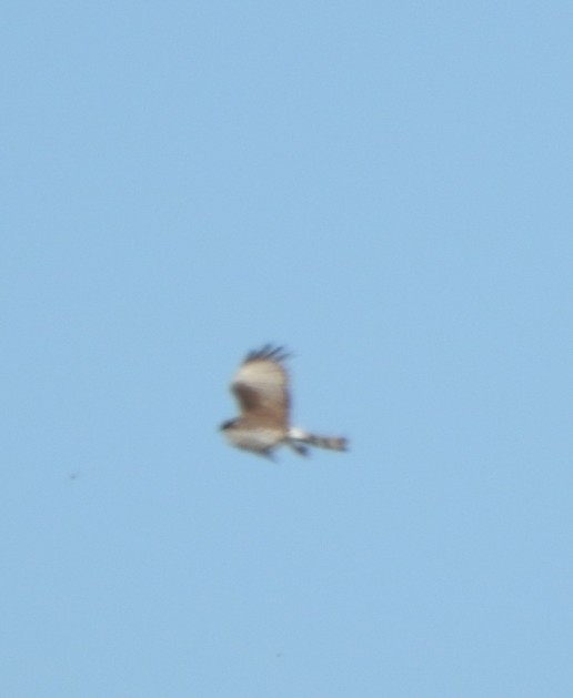Long-winged Harrier (Circus buffoni), photo 7