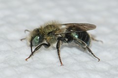 Osmia collinsiae