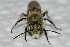 Osmia collinsiae