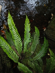 Struthiopteris lanceolata (Struthiopteris lanceolata)