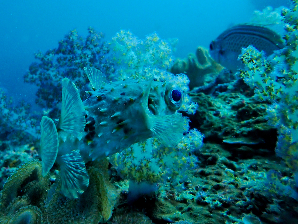 Birdbeak burrfish (Cyclichthys orbicularis) — Diodontidae