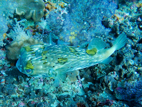 Bolvormige egelvis (Cyclichthys orbicularis) — Diodontidae — 5