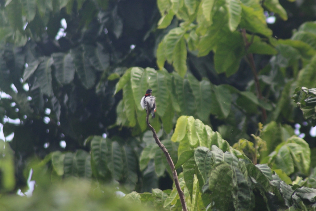 Blue-cheeked Flowerpecker (Dicaeum maugei)