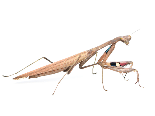 Statilia maculata Thunberg, 1784