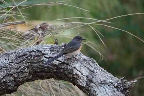 White-rumped Shama (Copsychus malabaricus), photo 3