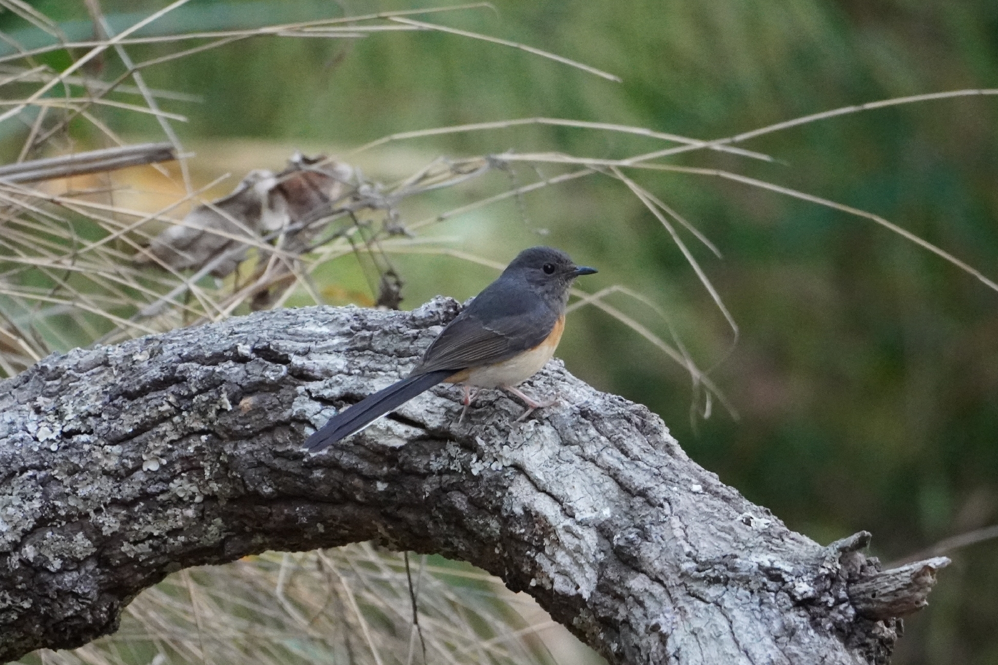 White-rumped Shama (Copsychus malabaricus), photo 3