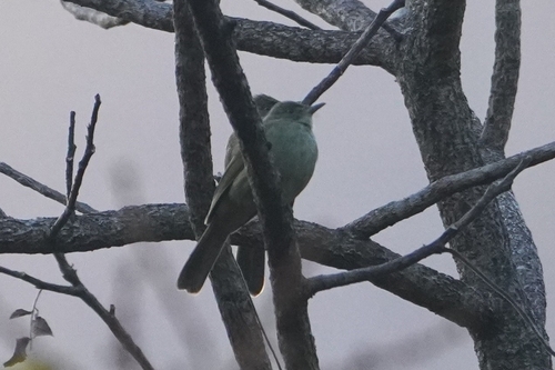 Grey-eyed Bulbul (Iole propinqua), photo 6