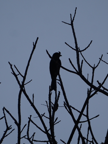 Greater Racket-tailed Drongo (Dicrurus paradiseus), photo 4