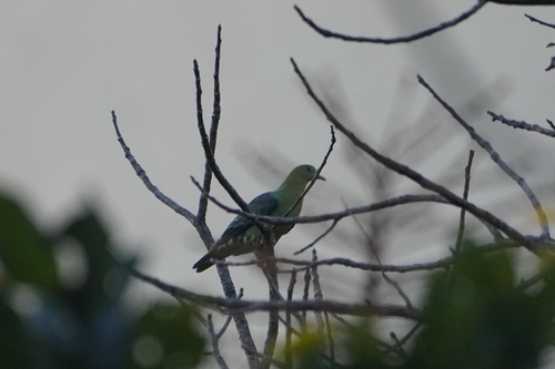 Wedge-tailed Green Pigeon (Treron sphenurus)