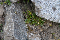 Ranunculus fraternus