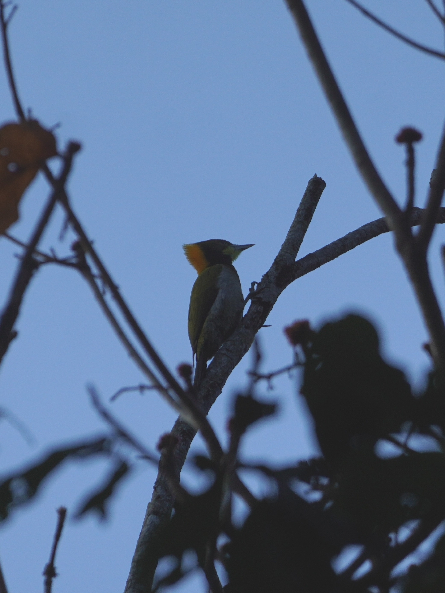 Greater Yellownape (Chrysophlegma flavinucha), photo 1