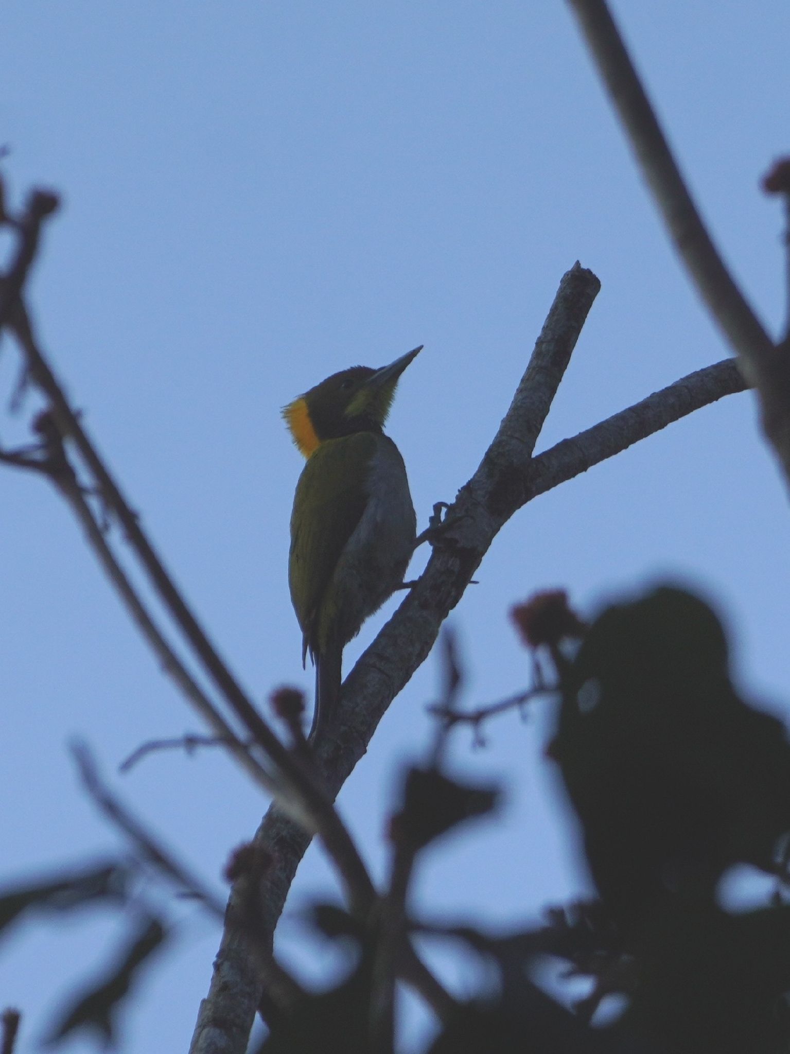 Greater Yellownape (Chrysophlegma flavinucha), photo 2
