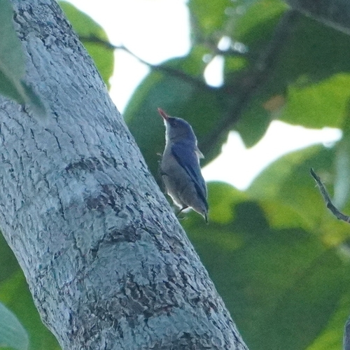 Velvet-fronted Nuthatch (Sitta frontalis), photo 8