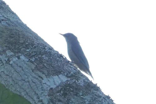 Velvet-fronted Nuthatch (Sitta frontalis), photo 9