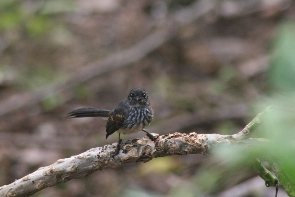 Kipasan dada-lurik (Rhipidura rufiventris)
