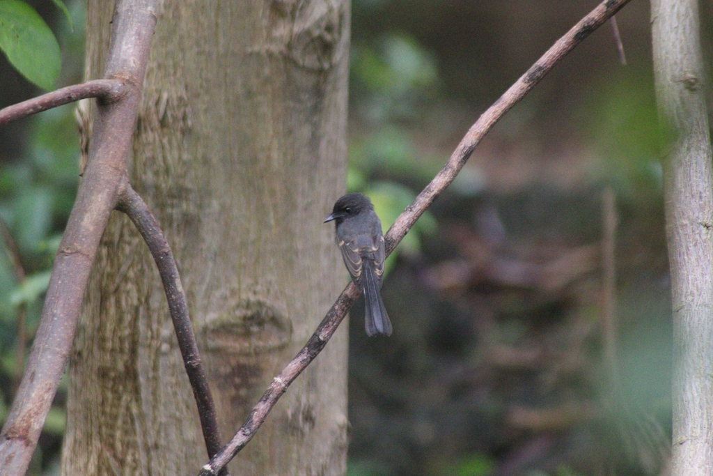 Northern Fantail (Rhipidura rufiventris)