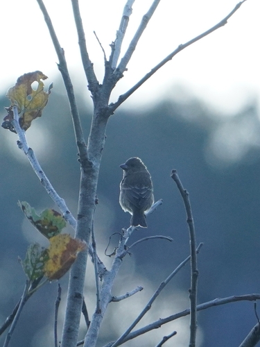 Common Rosefinch (Carpodacus erythrinus)