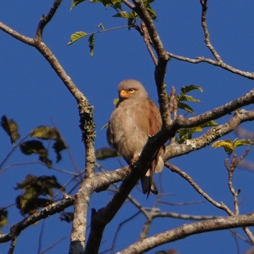 Rufous-winged Buzzard (Butastur liventer)