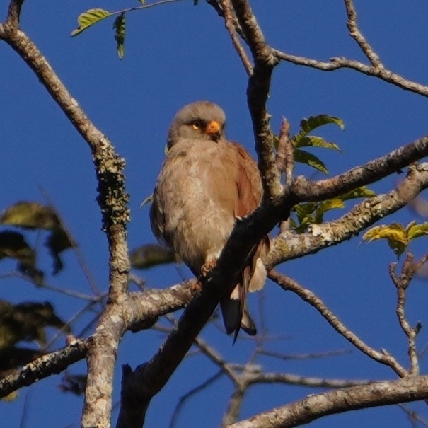 Rufous-winged Buzzard (Butastur liventer), photo 2