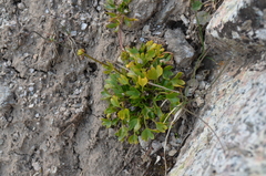 Ranunculus fraternus