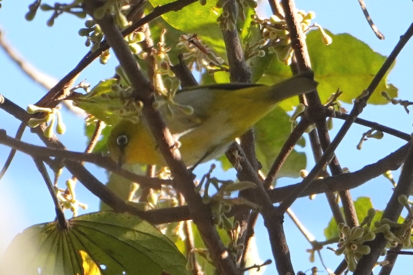 Indian White-eye (Zosterops palpebrosus), photo 3