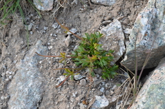 Ranunculus fraternus