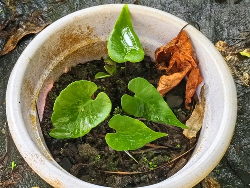 Hymenasplenium cardiophyllum iNat (3)