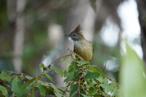 Puff-throated Bulbul (Alophoixus pallidus), photo 8