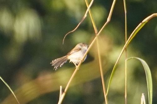 Grey-breasted Prinia (Prinia hodgsonii), photo 1