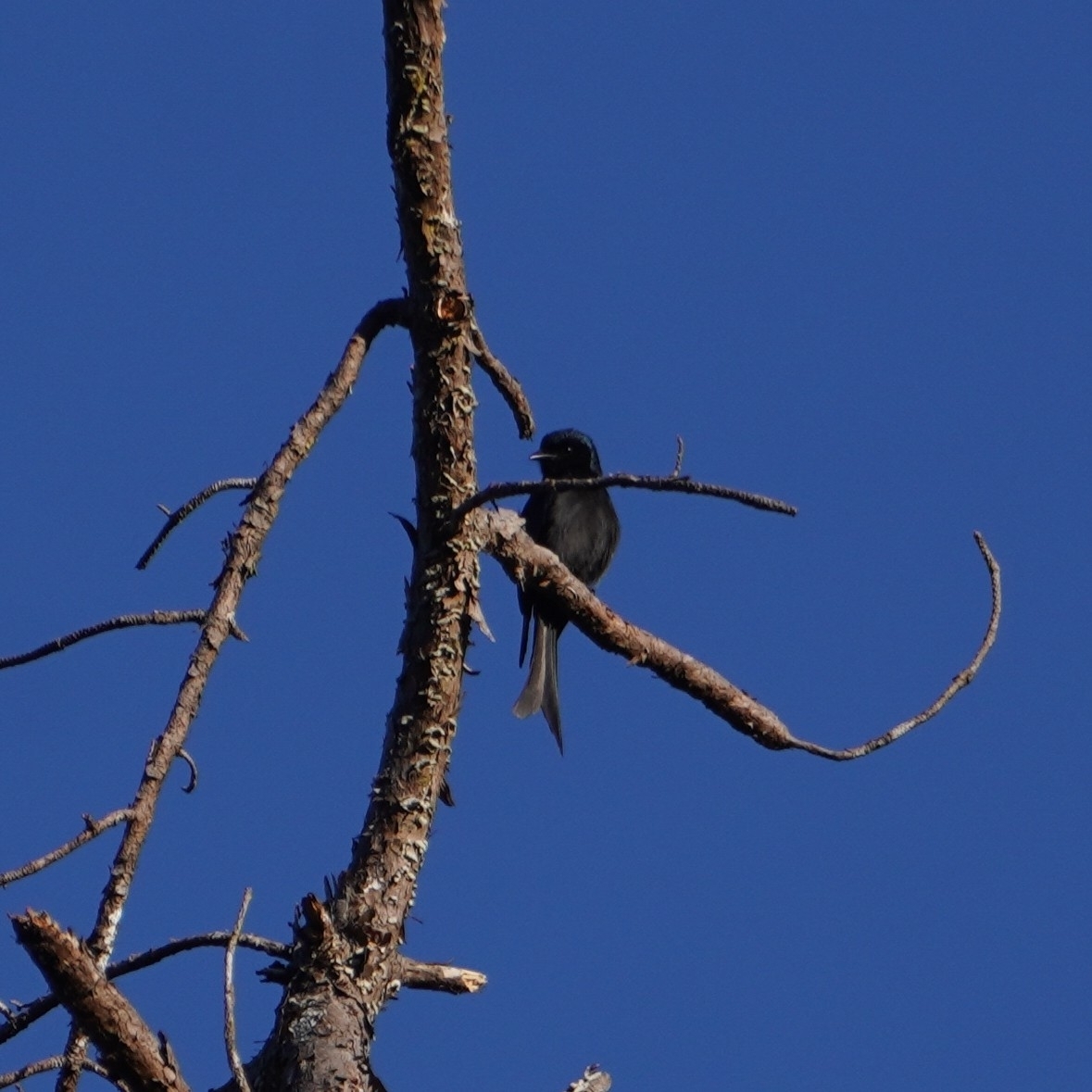 Bronzed Drongo (Dicrurus aeneus), photo 1
