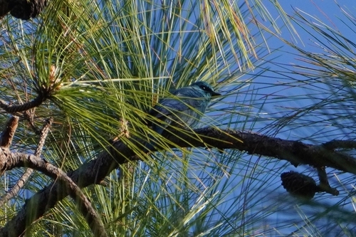 Verditer Flycatcher (Eumyias thalassinus), photo 3